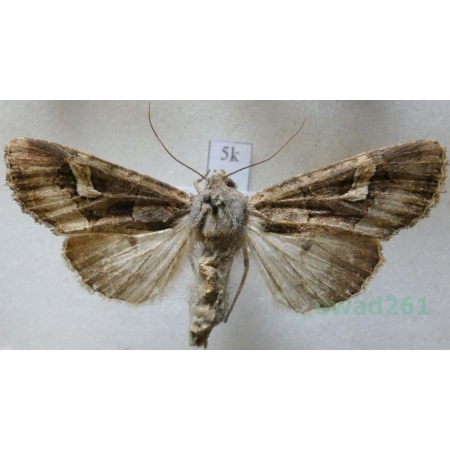 Trigonophora flammea (Esper, 1785) Italy5k